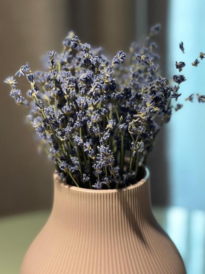 Jeny Boutique Apartment Târgu-Mureş 外观 照片